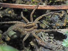 Pardosa monticola