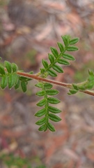 Dodonaea pinnata