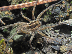 Pardosa monticola