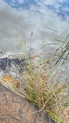 Chorizandra cymbaria