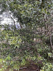 Phyllocladus aspleniifolius