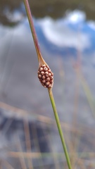 Chorizandra cymbaria