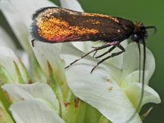 Cauchas rufimitrella