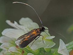 Cauchas rufimitrella