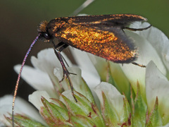 Cauchas rufimitrella