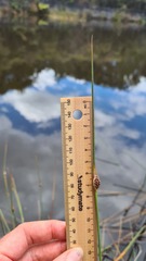 Chorizandra cymbaria