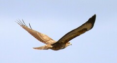 Buteo buteo vulpinus