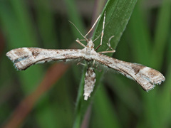 Platyptilia