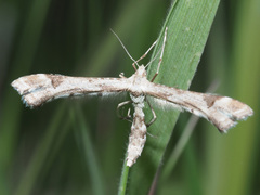 Platyptilia