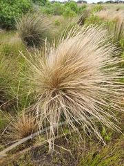 Austrostipa stipoides