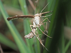 Platyptilia