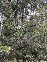 Phyllocladus aspleniifolius