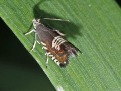 Grapholita compositella