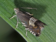 Grapholita compositella