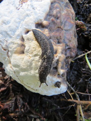 Prophysaon andersonii