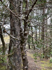 Phyllocladus aspleniifolius