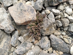 Myosotis traversii cantabrica