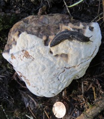 Prophysaon andersonii
