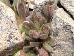 Myosotis traversii cantabrica