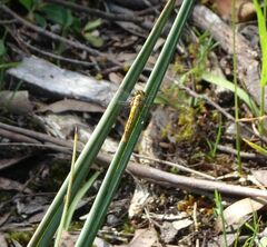 Diplacodes melanopsis