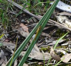 Diplacodes melanopsis