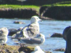 Larus fuscus graellsii