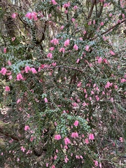 Epacris impressa