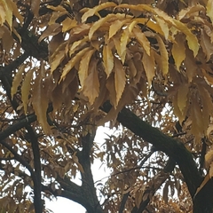 Quercus castaneifolia