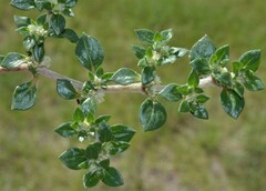 Guilleminea densa