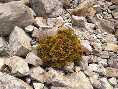 Aciphylla dobsonii