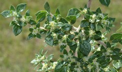 Guilleminea densa