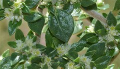 Guilleminea densa