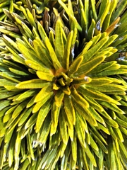 Aciphylla dobsonii