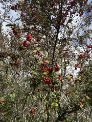 Cotoneaster pannosus