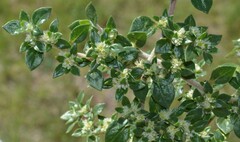 Guilleminea densa