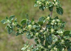 Guilleminea densa