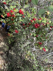 Cotoneaster pannosus
