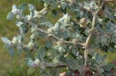 Guilleminea densa