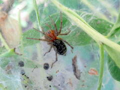Agelena labyrinthica