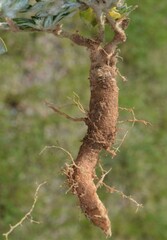 Guilleminea densa