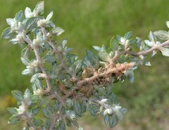Guilleminea densa