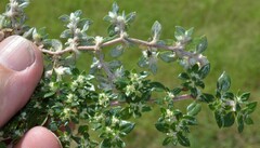 Guilleminea densa