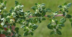 Guilleminea densa