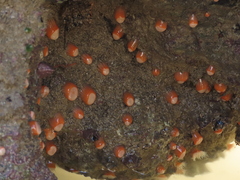 Anthothoe albocincta