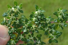 Guilleminea densa