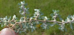 Guilleminea densa
