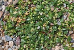 Guilleminea densa