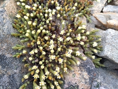 Kelleria villosa villosa