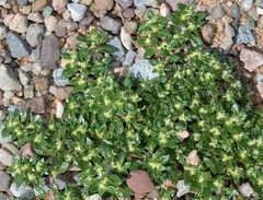 Guilleminea densa