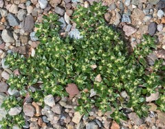 Guilleminea densa